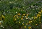 USA, Wyoming. Meadow of wildflowers on west side of Tetons. Art Print